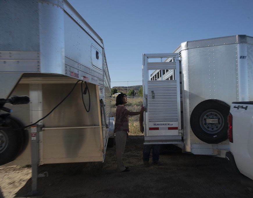 PLACEHOLDER: a customer standing between two livestock trailers parked side by side on a dealer lot, holding one of the gates open.